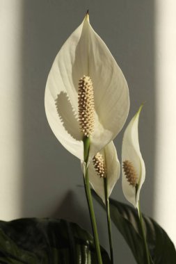 Bej iç duvarda Art Spathiphyllum Çiçeği. Minimalist natürmort. Işık ve gölge güneş ışığı penceresi estetik doğal arkaplan.