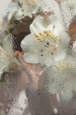 Yumuşak odaklı Alstroemerieae zambak çiçeği, ıslak su damlaları ile cam içinden yeşil yaprak. Soyut doğa bulanık bej arkaplan.