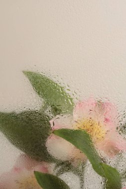 Yumuşak odaklı pembe Alstroemerieae zambak çiçeği, ıslak su damlaları ile cam içinden yeşil yaprak. Soyut doğa bulanık bej arkaplan.
