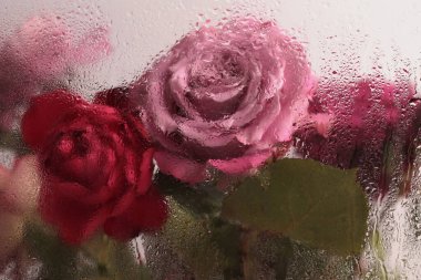 Duman bej kırmızısı, pembe gül çiçeği, ıslak su damlaları olan cam yaprakları. Soyut doğal bulanık arkaplan.