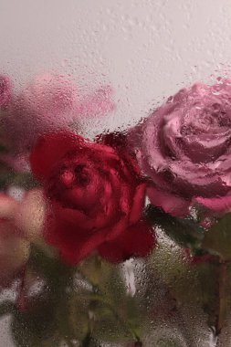 Duman bej kırmızısı, pembe gül çiçeği, ıslak su damlaları olan cam yaprakları. Soyut doğal bulanık arkaplan.