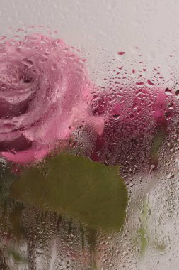 Duman bej kırmızısı, pembe gül çiçeği, ıslak su damlaları olan cam yaprakları. Soyut doğal bulanık arkaplan.