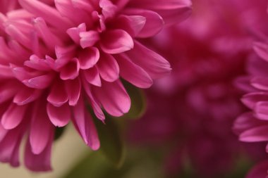 Yakın çekim seçici yumuşak odak pembe, mor kasımpatı çiçek yaprakları, yaprak. Doğal makro bulanık arkaplan