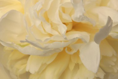 Yakın plan seçici yumuşak odak kremi bej, sarı Peony Flower Taals iç. Makro bulanık doğal soyut arkaplan.