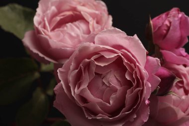 Kapalı odaklı pembe krem, gül çiçeği tomurcuğu yaprakları, siyah yapraklı buket. Doğal koyu arkaplan.