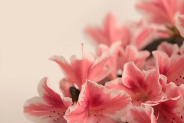 Yakın plan seçici yumuşak odak pembe Azalea Çiçeği Yaprak tomurcuğu buketi tüttür. Makro bulanık doğal bej rengi arkaplan.