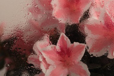 Yumuşak odak kremi tüttür pembe Azalea çiçeği buketi ve su damlaları. Soyut doğal bulanık bej arkaplan.