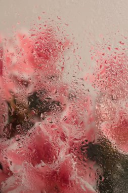 Yumuşak odak kremi tüttür pembe Azalea çiçeği buketi ve su damlaları. Soyut doğal bulanık bej arkaplan.