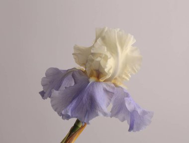 Yakın plan krem bej, leylak, mor çiçek tomurcuğu griye. Doğal sanat geçmişi.