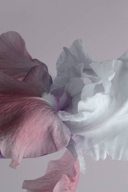 Yakın plan krem bej, pembe, leylak, mor çiçek tomurcuğu yaprakları griye. Doğal makro sanat arkaplanı.