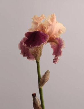 Krem bej, leylak, moka Iris Çiçeği tomurcuğu, griye saplanmış. Doğal sanat geçmişi.