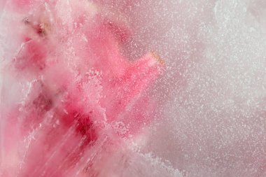 Smoke Soft odaklı pembe çiçek yaprağı ve donmuş buz. Soyut doğal bulanık arkaplan.