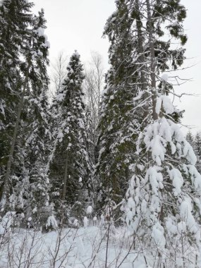 Kış kar orman Moskova'da