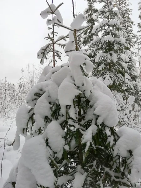 Winter Schneewald Moskau — Stockfoto