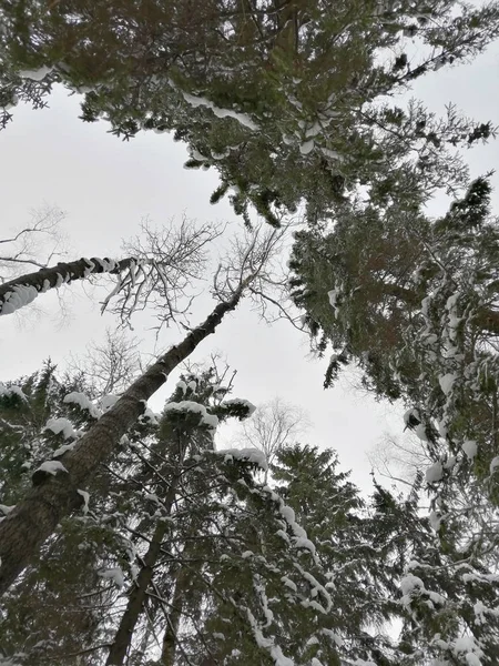 Winter Schneewald Moskau — Stockfoto