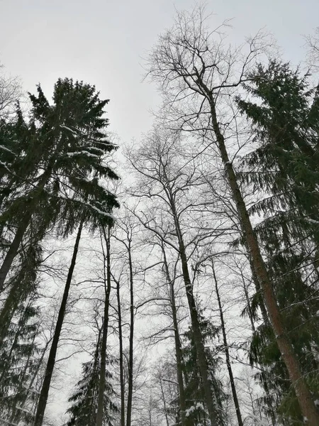 Winter Schneewald Moskau — Stockfoto