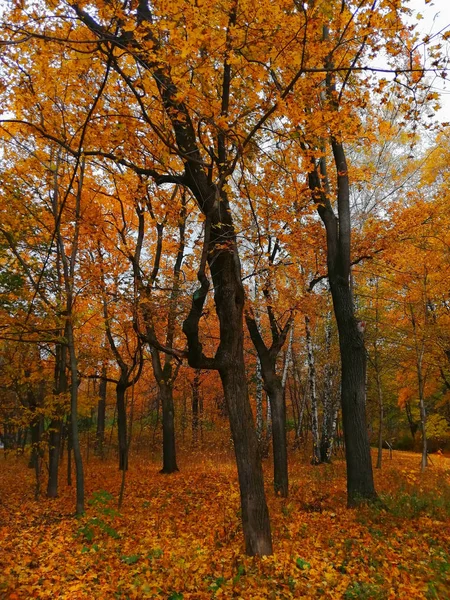 Parlak sonbahar yaprakları ve kara ağaç gövdeleri Moskova Parkı 'nda bulutlu havada.