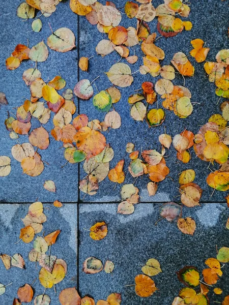 Parlak sonbahar yaprakları taştan kaldırımda birikintiler içinde.