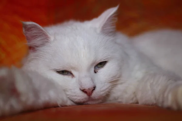 Плаксивий Білий Кіт Лежить Червоному Дивані — стокове фото