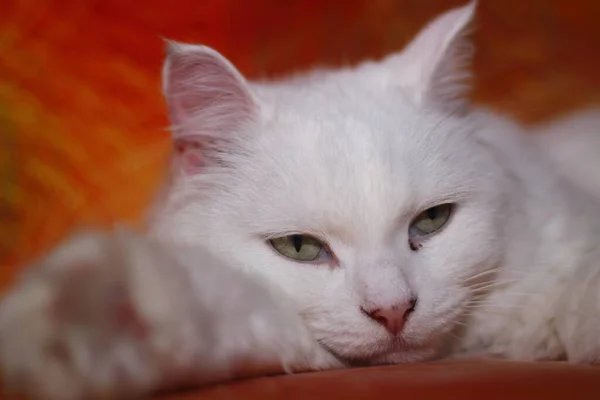 Chat Blanc Paresseux Repose Sur Canapé Rouge — Photo