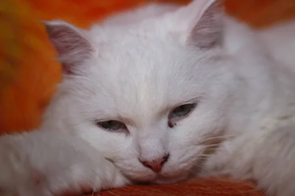 Ленивая Белая Кошка Лежит Красном Диване — стоковое фото