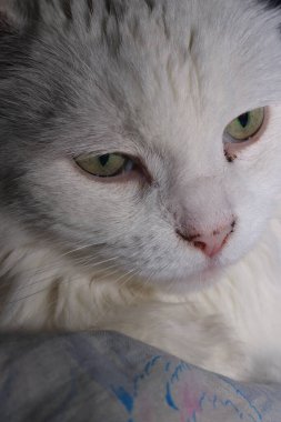 Boşluğa dikkatlice bakan beyaz bir kedinin portresi