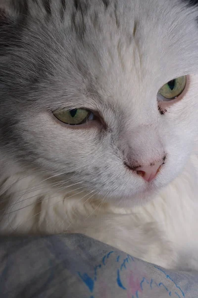 Boşluğa dikkatlice bakan beyaz bir kedinin portresi