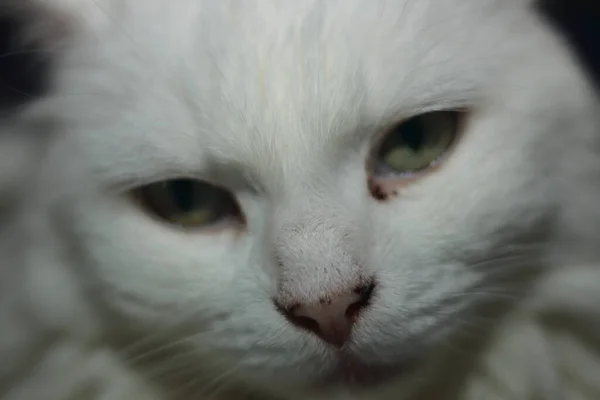 Porträtt Vit Katt Tittar Uppmärksamt Tomrummet — Stockfoto