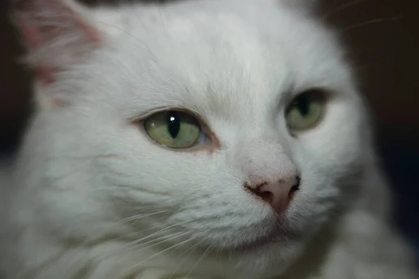 Portrait White Cat Looking Attentively Void — Stock Photo, Image