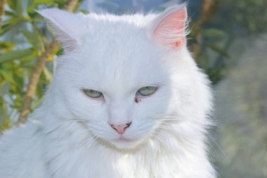 Güneşin aydınlattığı beyaz kedi balkonda oturuyor.