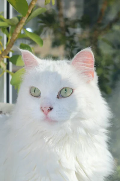 Белая Кошка Освещенная Солнцем Сидит Балконе — стоковое фото
