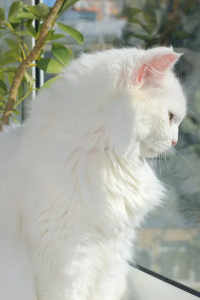 Güneşin aydınlattığı beyaz kedi balkonda oturuyor.