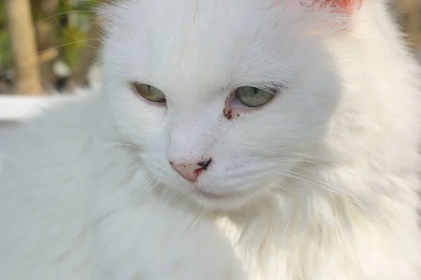 Güneşin aydınlattığı beyaz kedi balkonda oturuyor.
