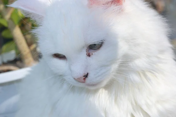 Witte Kat Verlicht Door Zon Zit Het Balkon — Stockfoto