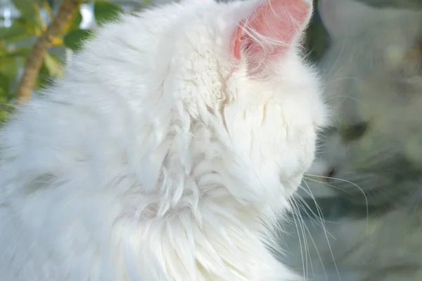 バルコニーには太陽に照らされた白い猫が座っている — ストック写真