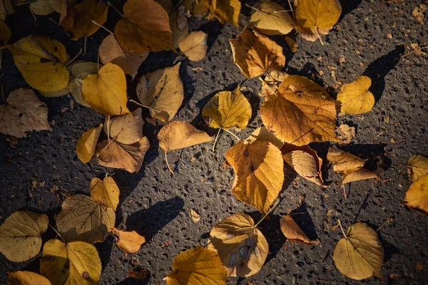 Осенний Листовой Мусор Саду Парке Осень Открытый Фон Природы Красочными — стоковое фото