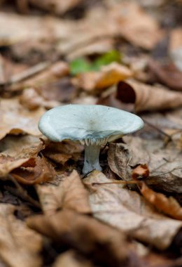 light blue mushroom in the forest. 