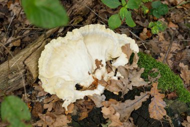 Ormanda beyaz mantarlar