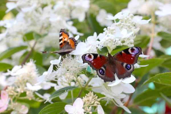 Kelebek Oturur Nymphalidae Nymphalis Urticae Nymphalis Beyaz Çiçekler — Stok fotoğraf