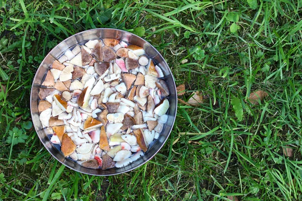 Tigela Com Pedaços Embebidos Água Cogumelos Outono Comestíveis Floresta Fundo — Fotografia de Stock