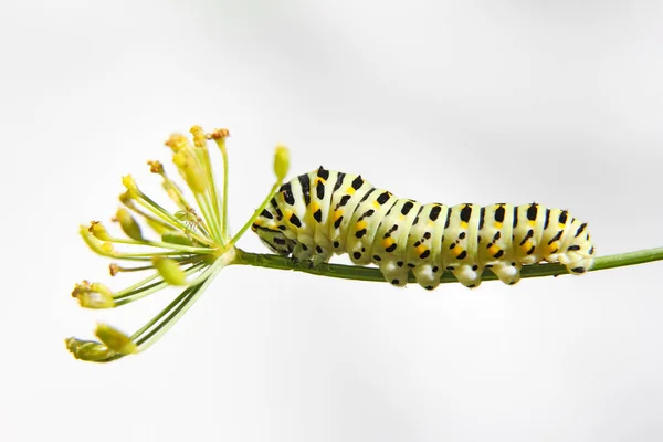 Guerpillar Butterfly Swallowtail Machaon Feeds Dill Fennel Side View Light — стоковое фото