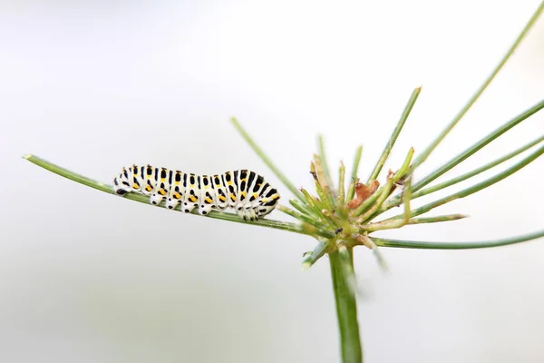 Guerpillar Butterfly Swallowtail Machaon Feeds Dill Fennel Side View White — стоковое фото