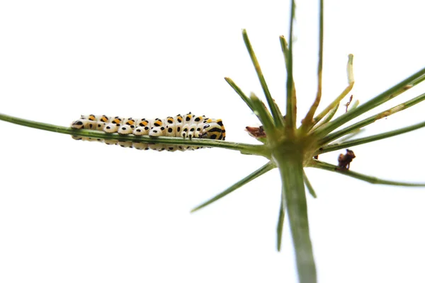 Rups Van Vlinder Swallowtail Machaon Voedt Zich Met Dille Venkel — Stockfoto