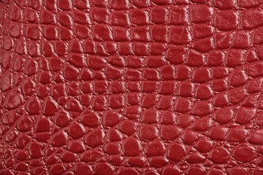 Timsah derisi, closeup makro gibi kırmızı Bordo hakiki doğal deri dokusuna