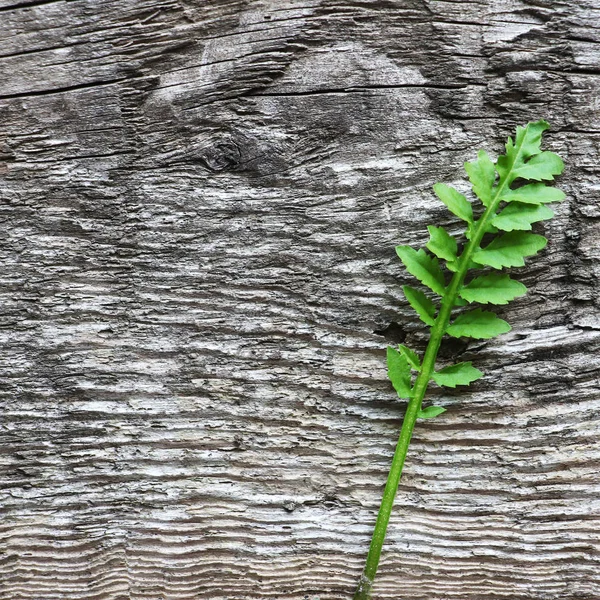 Yakın Çekim Yeşil Bitki Yaprakları Eski Gri Ahşap Rustik Arka — Stok fotoğraf