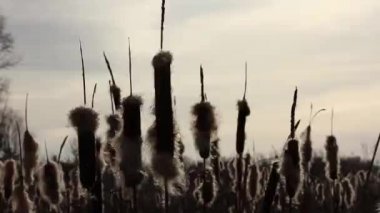 arka aydınlatma, uçan Fluff, Rusya, Moskova yakın geniş yaprak cattail birkaç çiçek