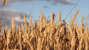 rüzgar da sallanan arpa olgun kulakları