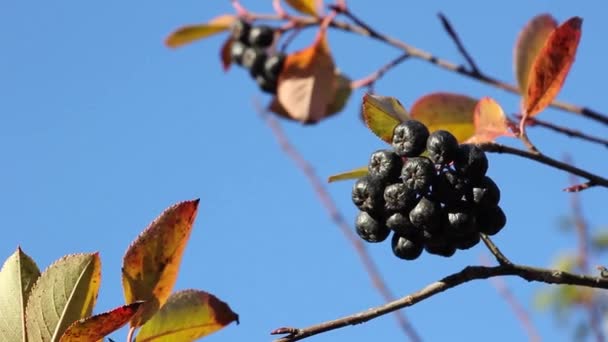 紅葉と青空を背景に揺れる葉を持つ熟した黒いアロニアベリーの束 — ストック動画