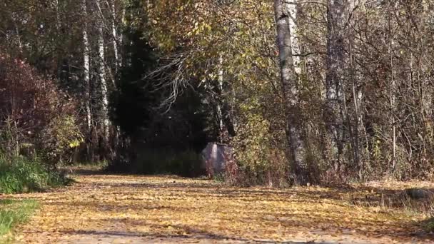 Vista Uma Estrada Coberta Com Tapete Folhas Outono Bosque Vidoeiro — Vídeo de Stock