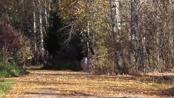 Vista Una Strada Coperta Con Tappeto Foglie Autunnali Boschetto Betulle — Video Stock